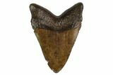 Fossil Megalodon Tooth - Georgia #159748-1